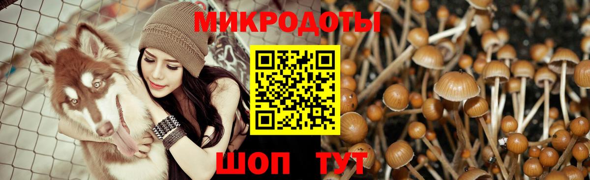 Псилоцибиновые грибы Cubensis Мурманск